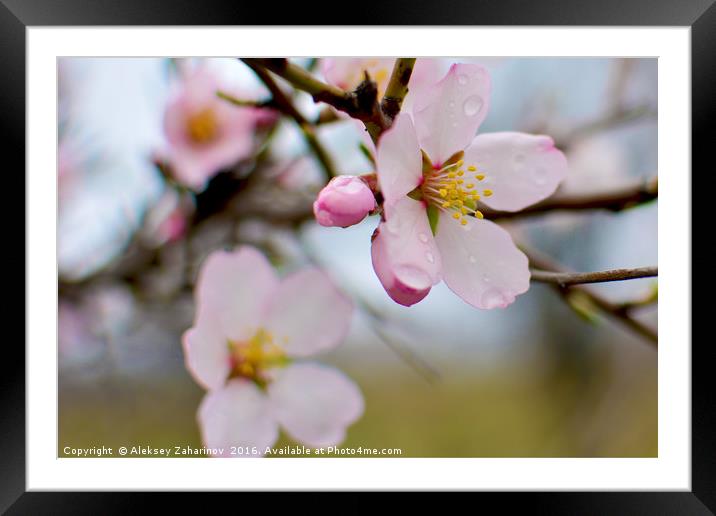 A cherry blossom Framed Mounted Print by Aleksey Zaharinov
