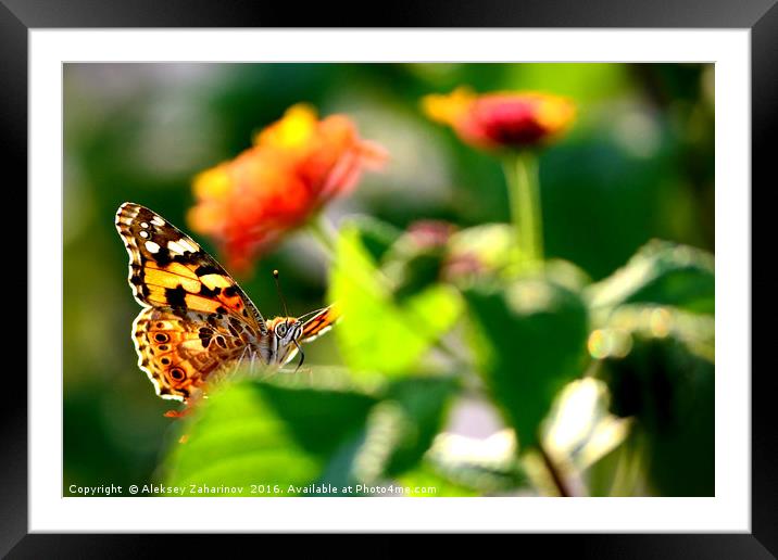 A "posing" butterfly Framed Mounted Print by Aleksey Zaharinov
