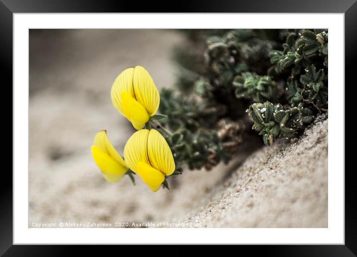 Yellow flowers in the desert Framed Mounted Print by Aleksey Zaharinov