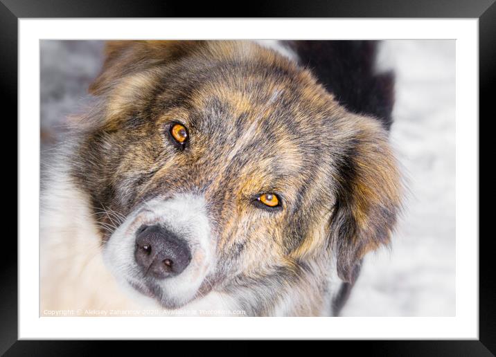Bari, my parents dog. Framed Mounted Print by Aleksey Zaharinov