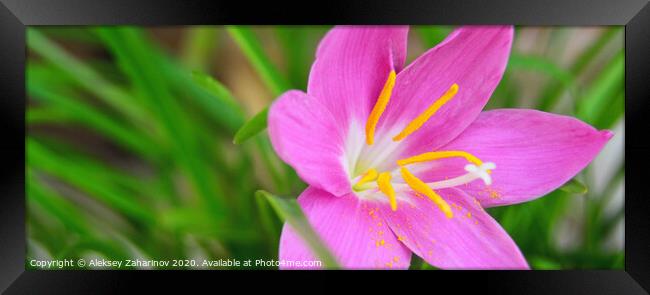 Fairy-lily Framed Print by Aleksey Zaharinov