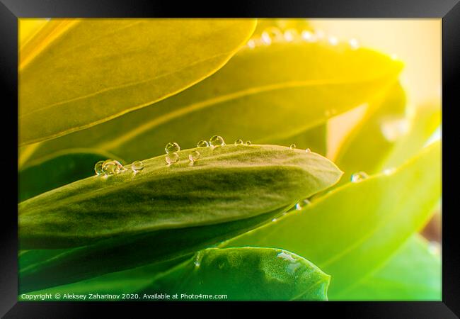 After the rain Framed Print by Aleksey Zaharinov