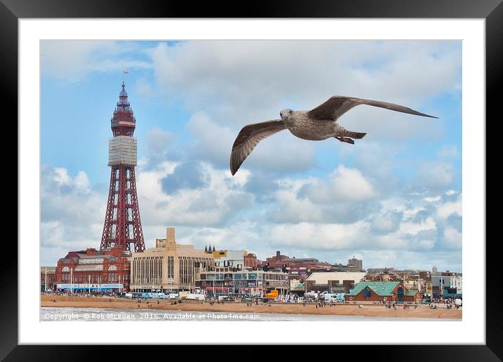 Gull photobomb Framed Mounted Print by Rob Mcewen