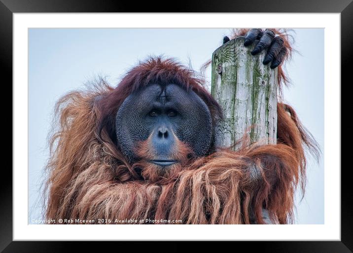 Bornean Orangutan Framed Mounted Print by Rob Mcewen