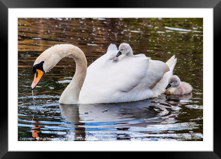 Swan and Signets Framed Mounted Print by Rob Mcewen