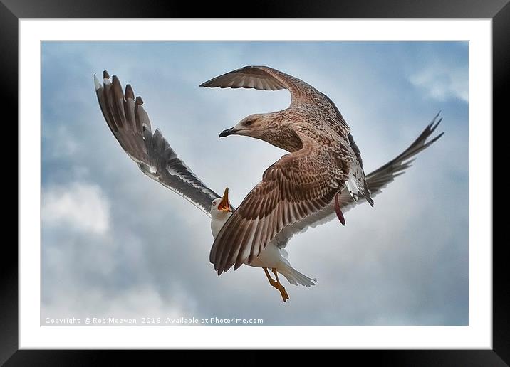 Gull combat Framed Mounted Print by Rob Mcewen