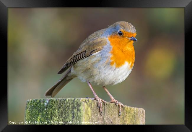 Robin Framed Print by Rob Mcewen