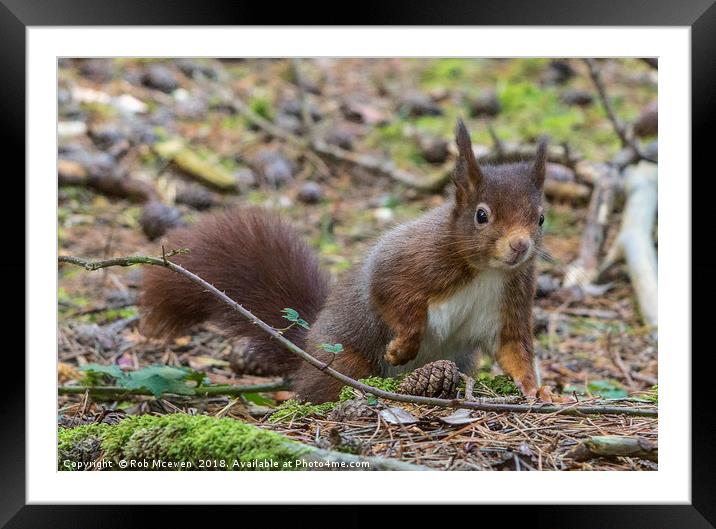 Red Squirrel Framed Mounted Print by Rob Mcewen