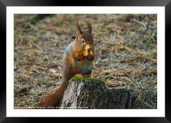 Red Squirrel Framed Mounted Print by Rob Mcewen