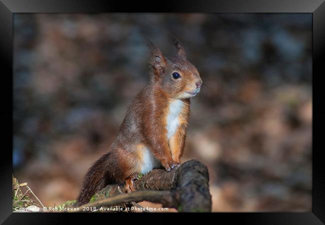 Red Squirrel Framed Print by Rob Mcewen