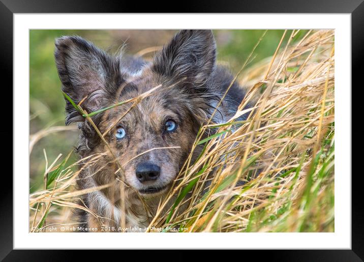 A collie on field studies Framed Mounted Print by Rob Mcewen