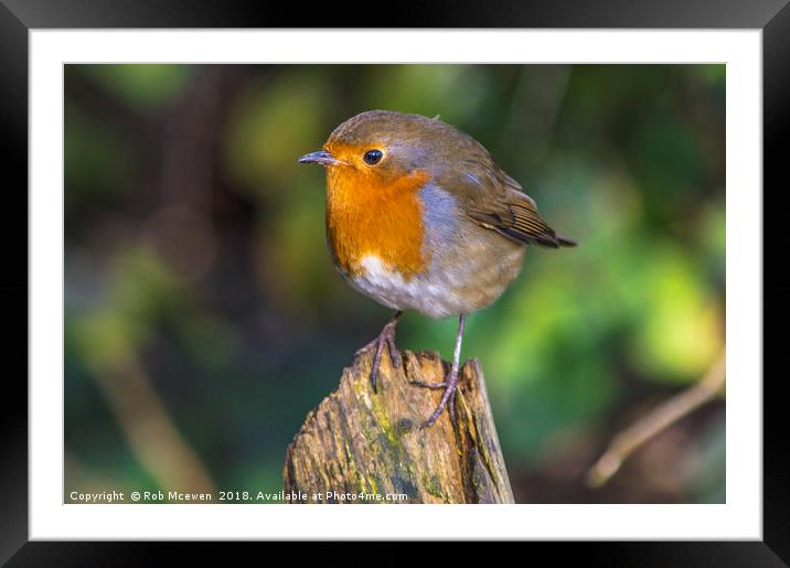 Robin Redbreast Framed Mounted Print by Rob Mcewen