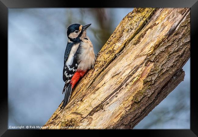 Great spotted woodpecker Framed Print by Rob Mcewen