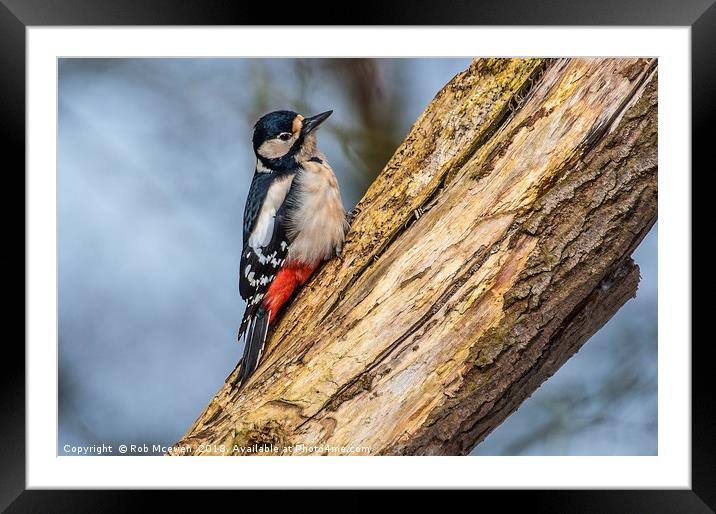 Great spotted woodpecker Framed Mounted Print by Rob Mcewen
