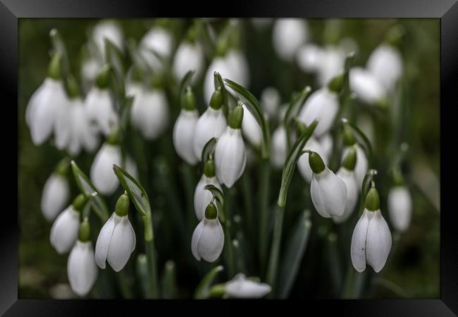 Snowdrops Framed Print by Pauline MacFarlane