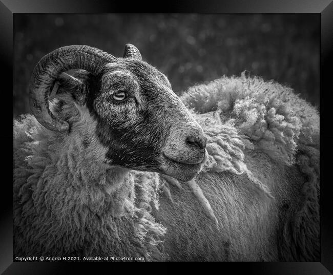 Sheep portrait Framed Print by Angela H