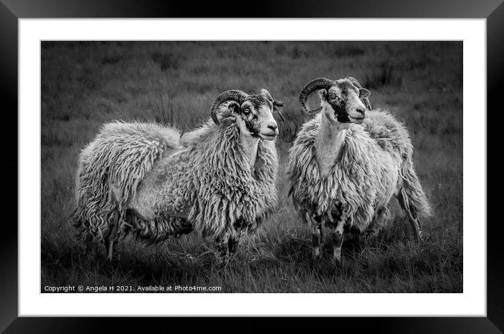 A group of sheep standing on top of a grass covere Framed Mounted Print by Angela H