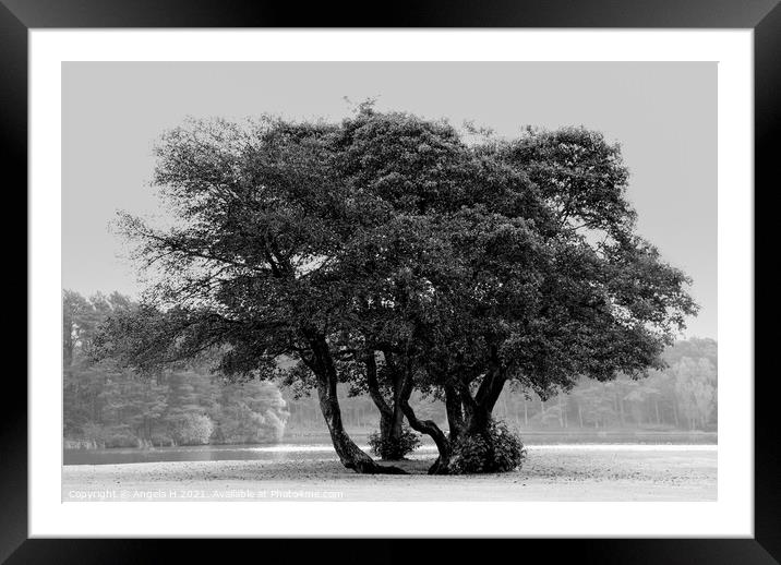 Group Of Trees Framed Mounted Print by Angela H