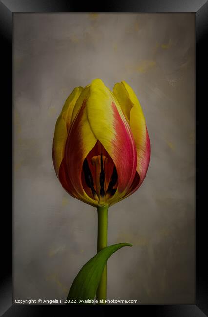 Tulip Framed Print by Angela H
