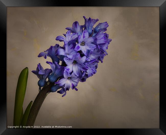 Hyacinth Framed Print by Angela H