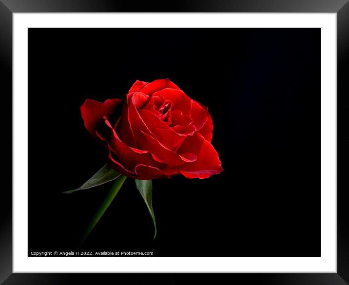 Red Rose Framed Mounted Print by Angela H