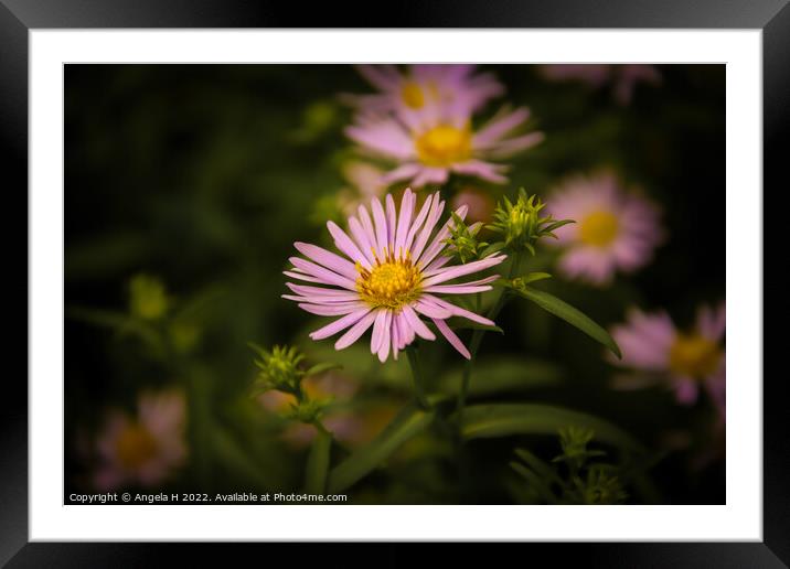 Aster Framed Mounted Print by Angela H