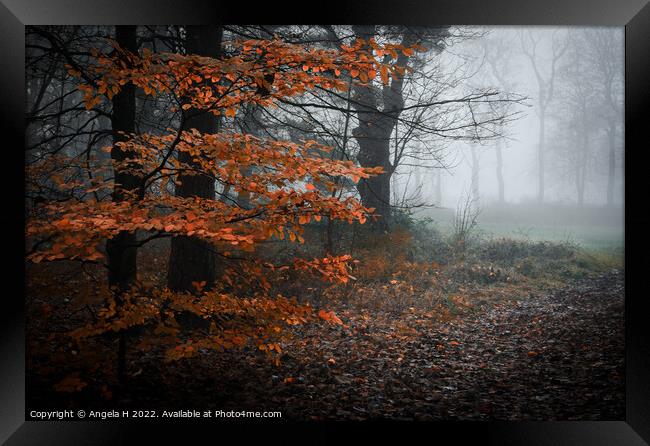 Misty Forest Framed Print by Angela H