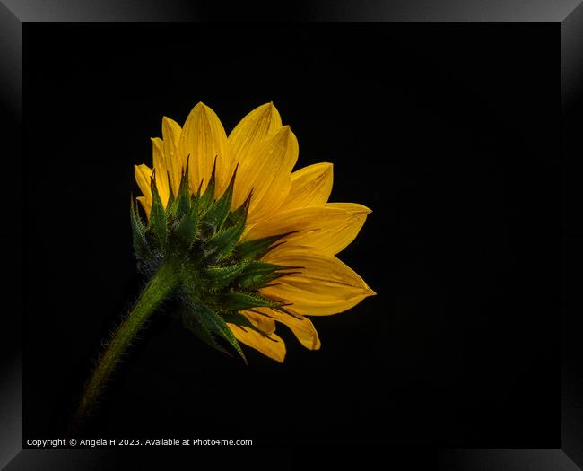 Sunflower Framed Print by Angela H
