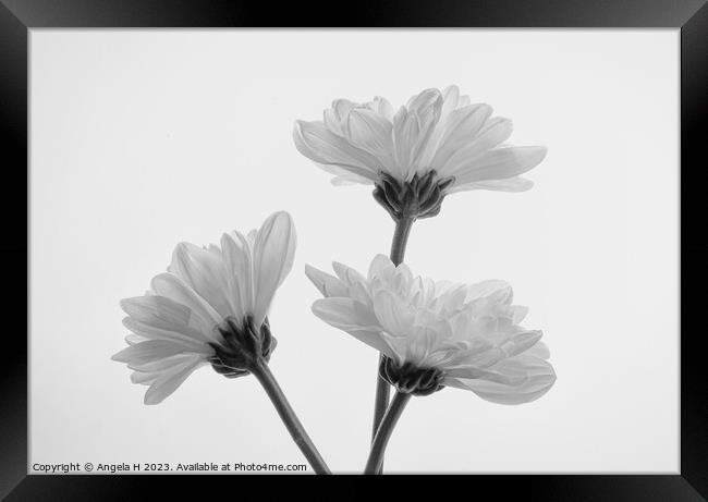 Chrysanthemum Framed Print by Angela H