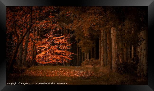 Beecraigs Country Park Framed Print by Angela H