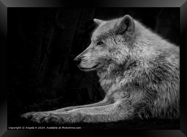 Arctic Wolf Framed Print by Angela H