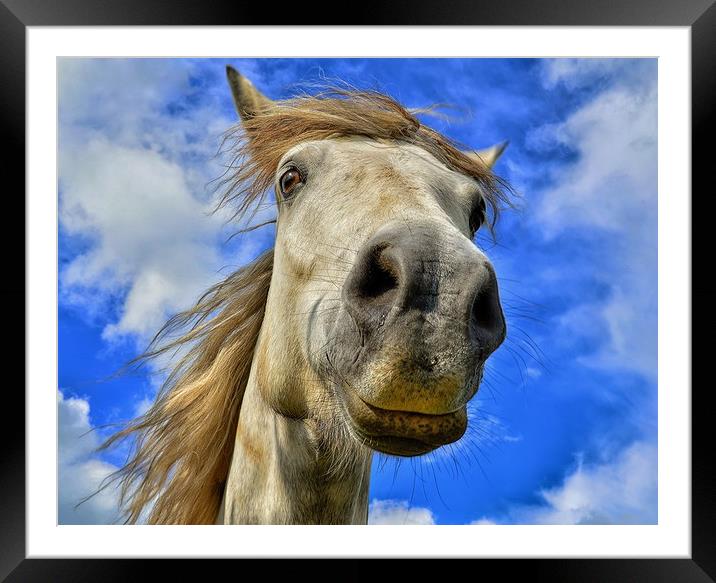 Cheeky Horse Framed Mounted Print by Angela H
