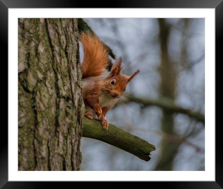 Red Squirrel Framed Mounted Print by Angela H