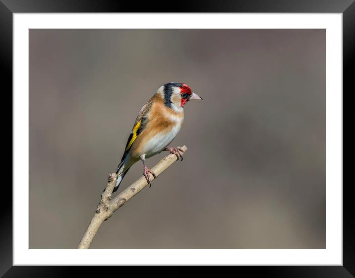 Goldfinch Framed Mounted Print by Angela H