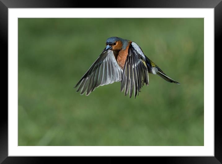 Chaffinch In Flight Framed Mounted Print by Angela H