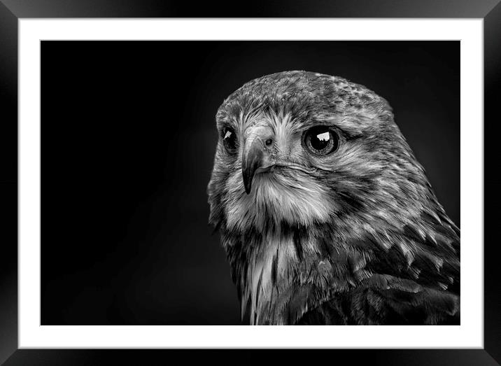 Lanner Falcon Framed Mounted Print by Angela H