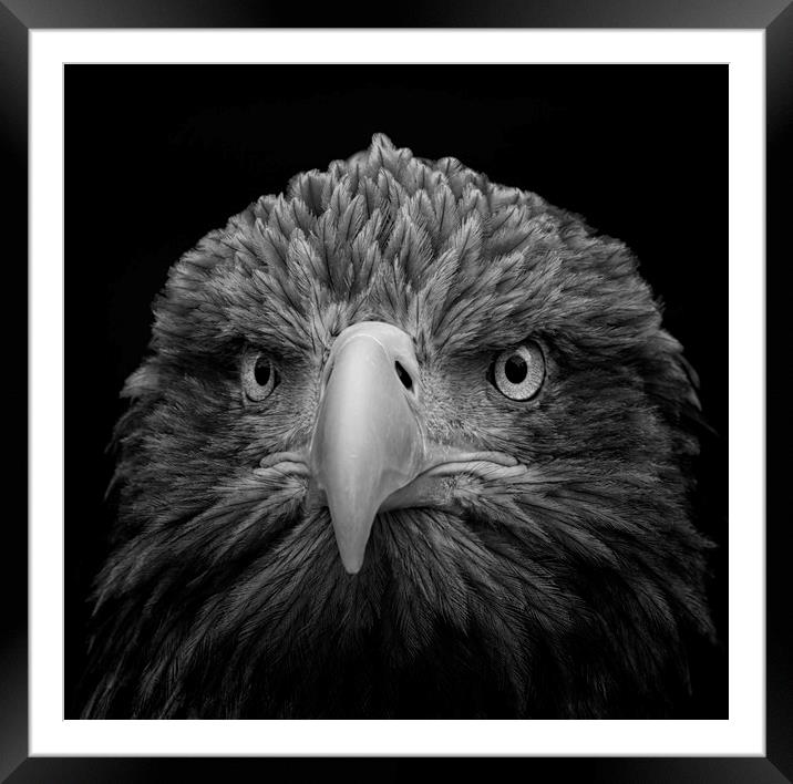 White-tailed Sea Eagle Framed Mounted Print by Angela H