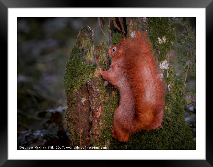 Red Squirrel Framed Mounted Print by Angela H