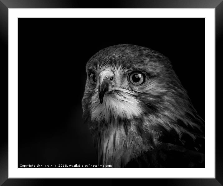 Lanner Falcon Framed Mounted Print by Angela H