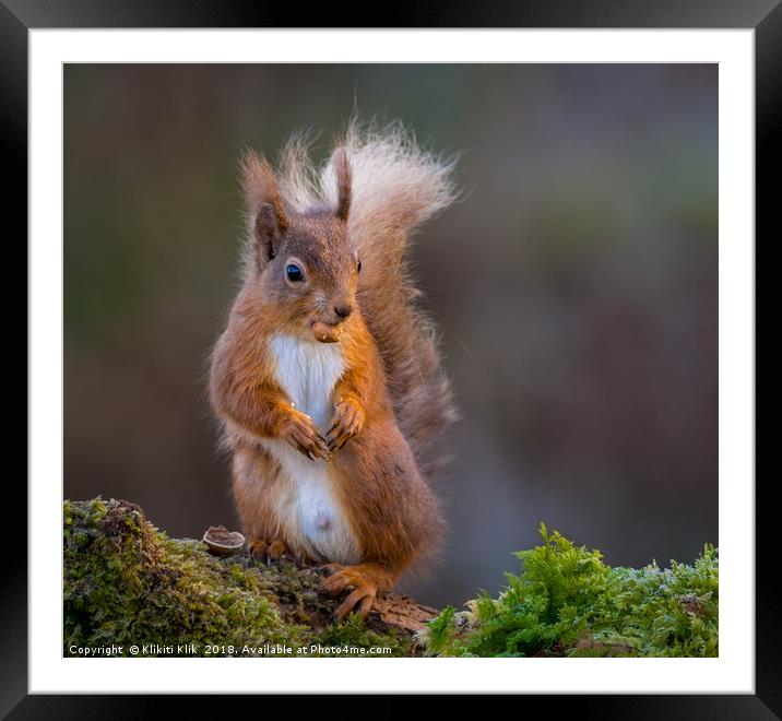 Red Squirrel Framed Mounted Print by Angela H