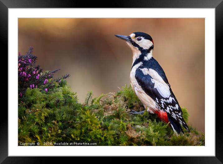 Great Spotted Woodpecker Framed Mounted Print by Angela H