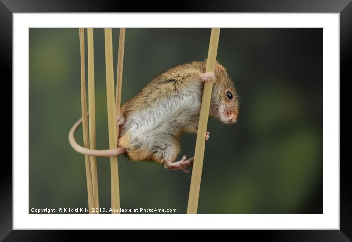 Harvest Mouse Framed Mounted Print by Angela H