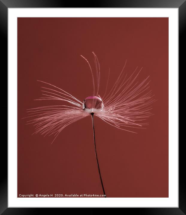 Dandelion clock with waterdrop Framed Mounted Print by Angela H