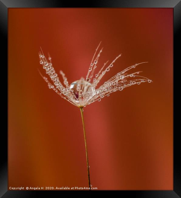 Dandelion clock with waterdrops Framed Print by Angela H
