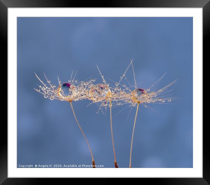 Three dandelion seeds Framed Mounted Print by Angela H