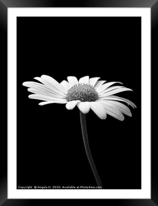 Oxeye Daisy Framed Mounted Print by Angela H