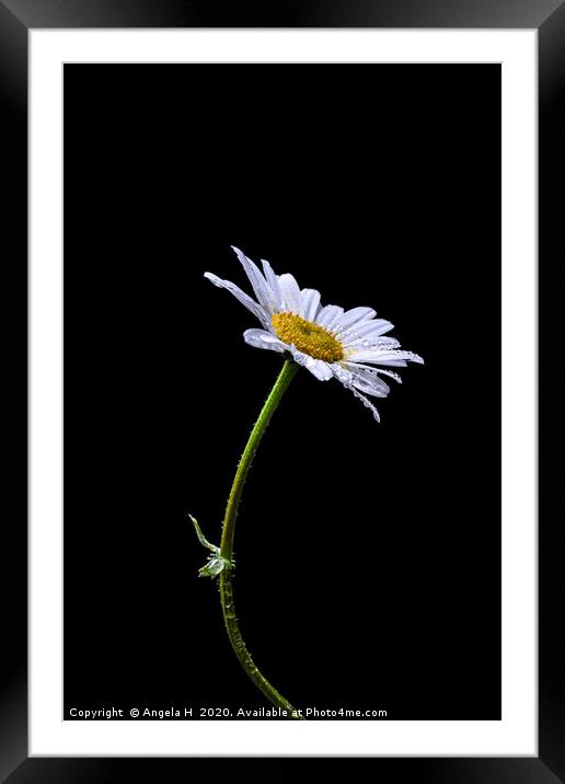Oxeye daisy colour Framed Mounted Print by Angela H