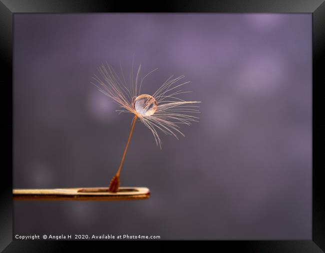Dandelion Seed on Needle Framed Print by Angela H