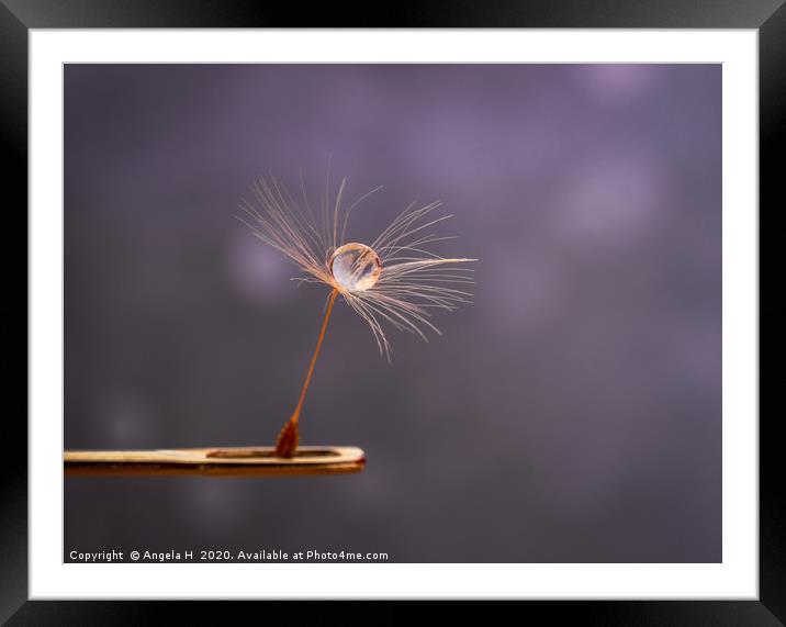 Dandelion Seed on Needle Framed Mounted Print by Angela H