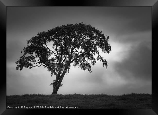Solitary Tree Framed Print by Angela H